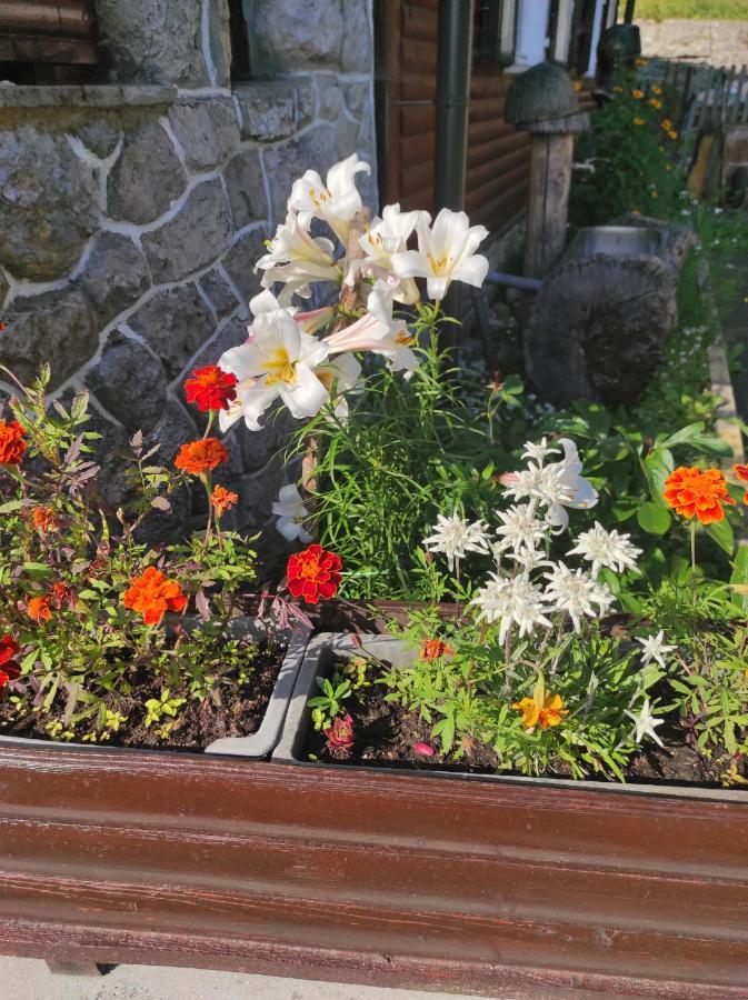 Smucarska Koca Bed and Breakfast Kotlje Exterior foto